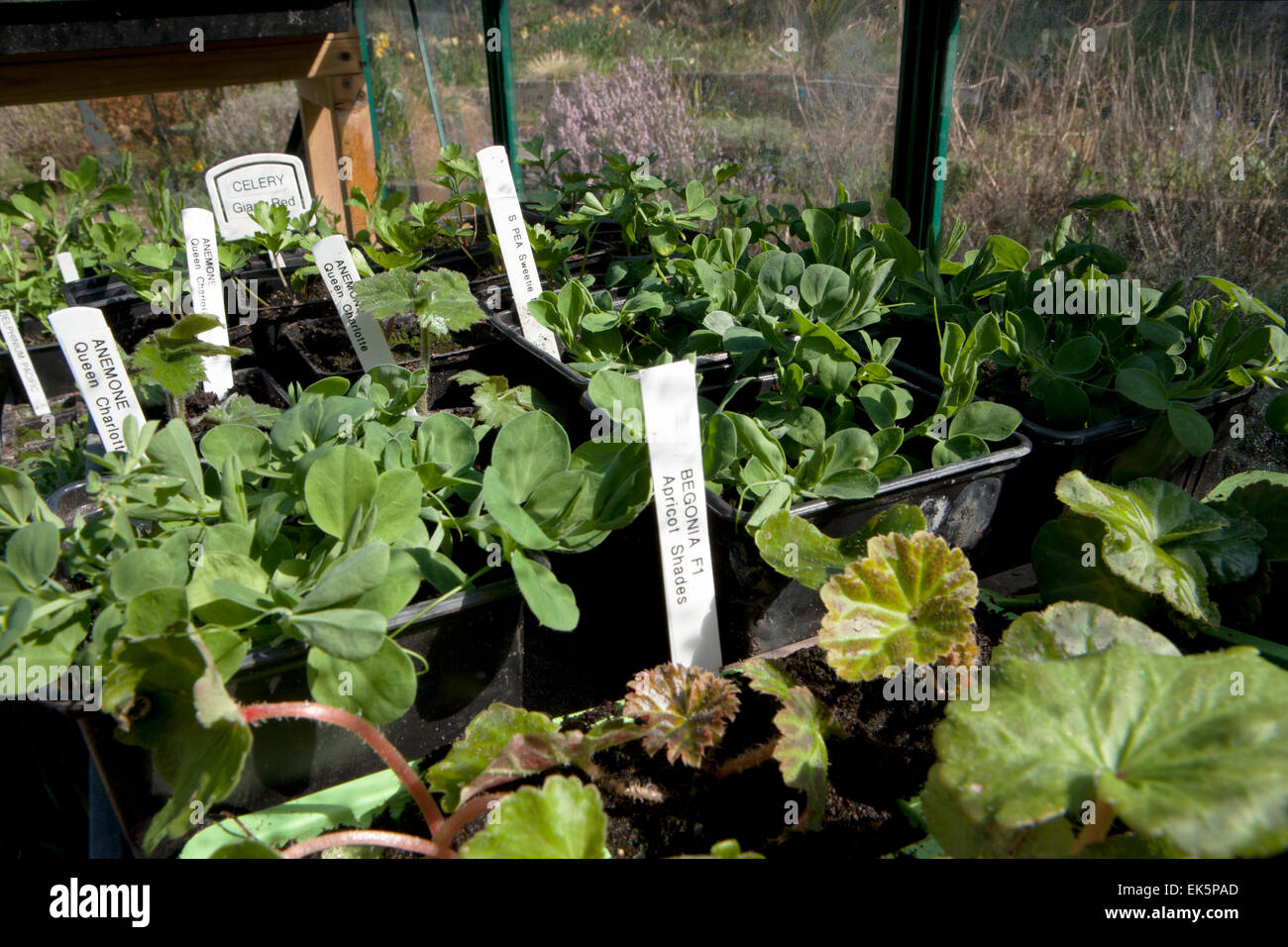 Pflanzen mit bedruckten Etiketten in einem Gewächshaus Stockfoto