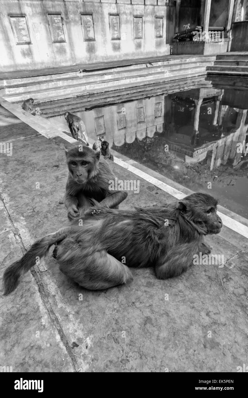 Indien, Rajasthan, Jaipur, Indien Affen in einem der vielen hinduistischen Tempel in Galtaji, 11 km von Jaipur Stockfoto
