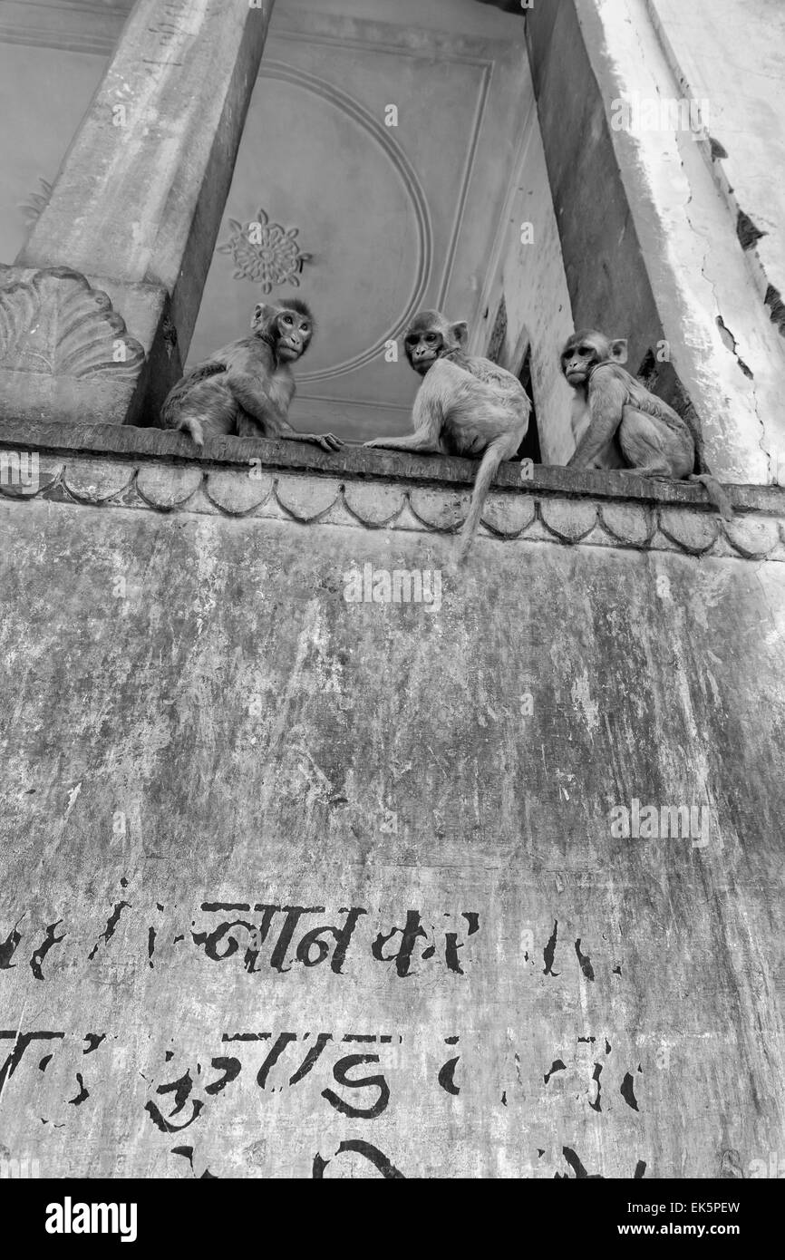 Indien, Rajasthan, Jaipur, Indien Affen in einem der vielen hinduistischen Tempel in Galtaji, 11 km von Jaipur Stockfoto