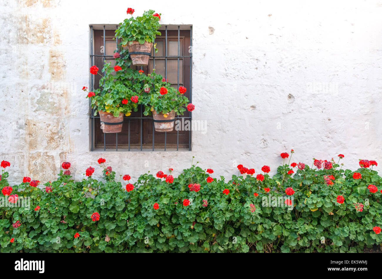 Rote Blumen schmücken eine weiße Wand in das historische Santa Catalina Monastery in Arequipa, Peru Stockfoto