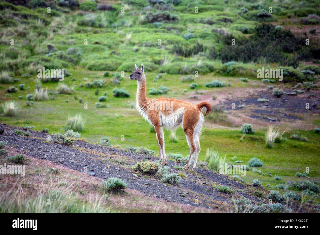 Ein Guanako (Lama Guanicoe) im Torres del Paine Nationalpark in Patagonien im Süden Chiles. Stockfoto