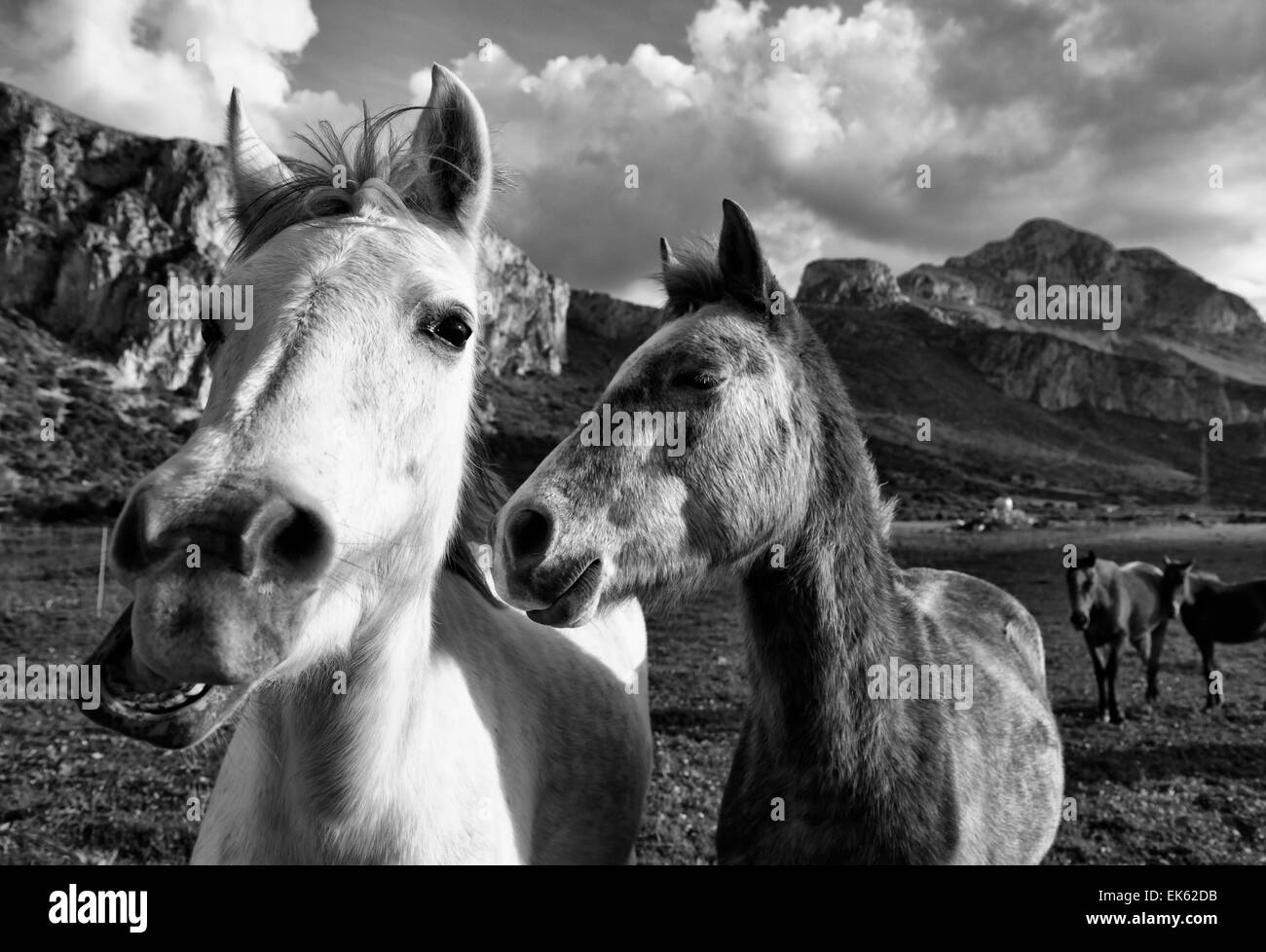 Italien, Sizilien, San Vito Lo Capo (Provinz Trapani), Natur, Pferde Stockfoto