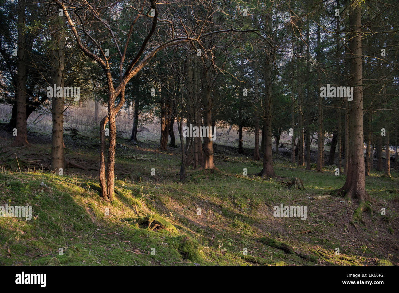 Kleinbaum, beleuchtet durch die Abendsonne im Pinienwald im Wald Stockfoto