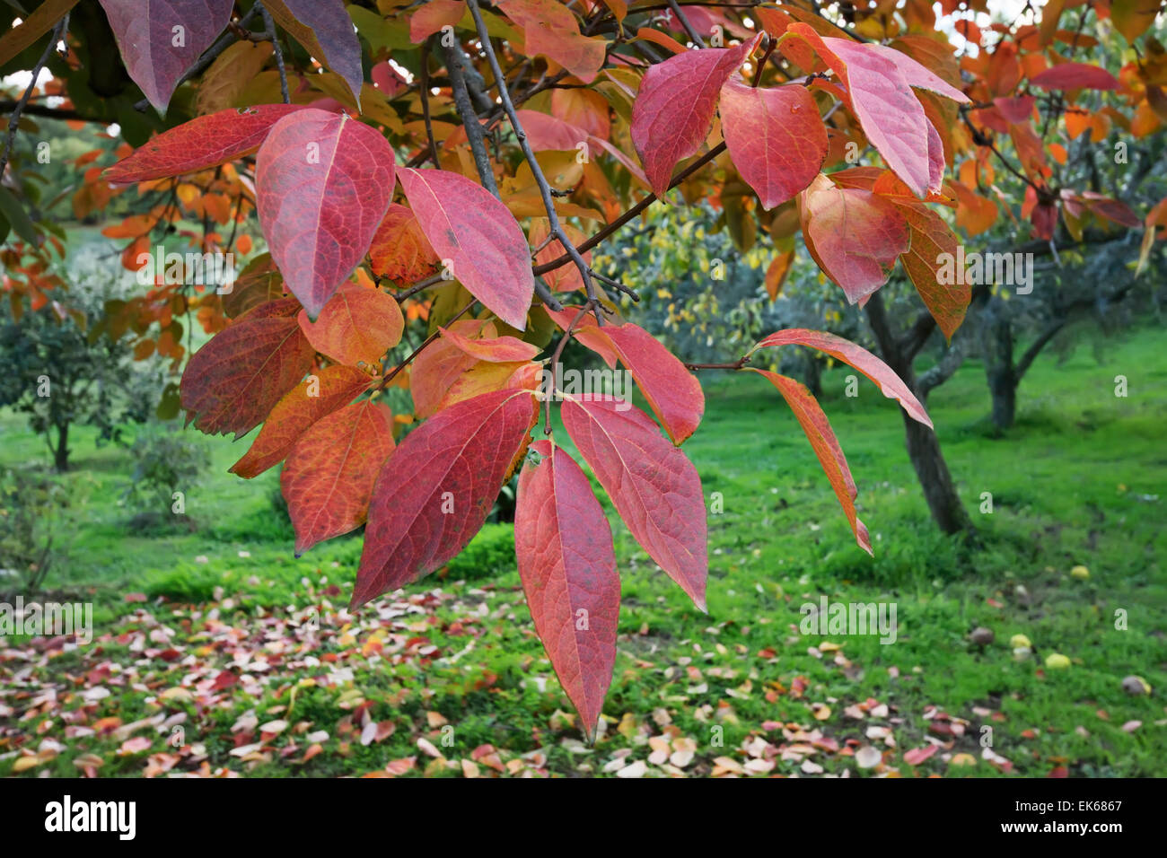 Italien Latium Landschaft Quitte Baum Blatter Im Herbst Stockfotografie Alamy
