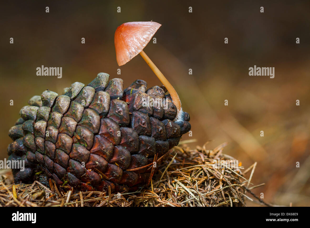 Tannenzapfen und Pine Cone Pilz (Mycena Seynesii). Stockfoto