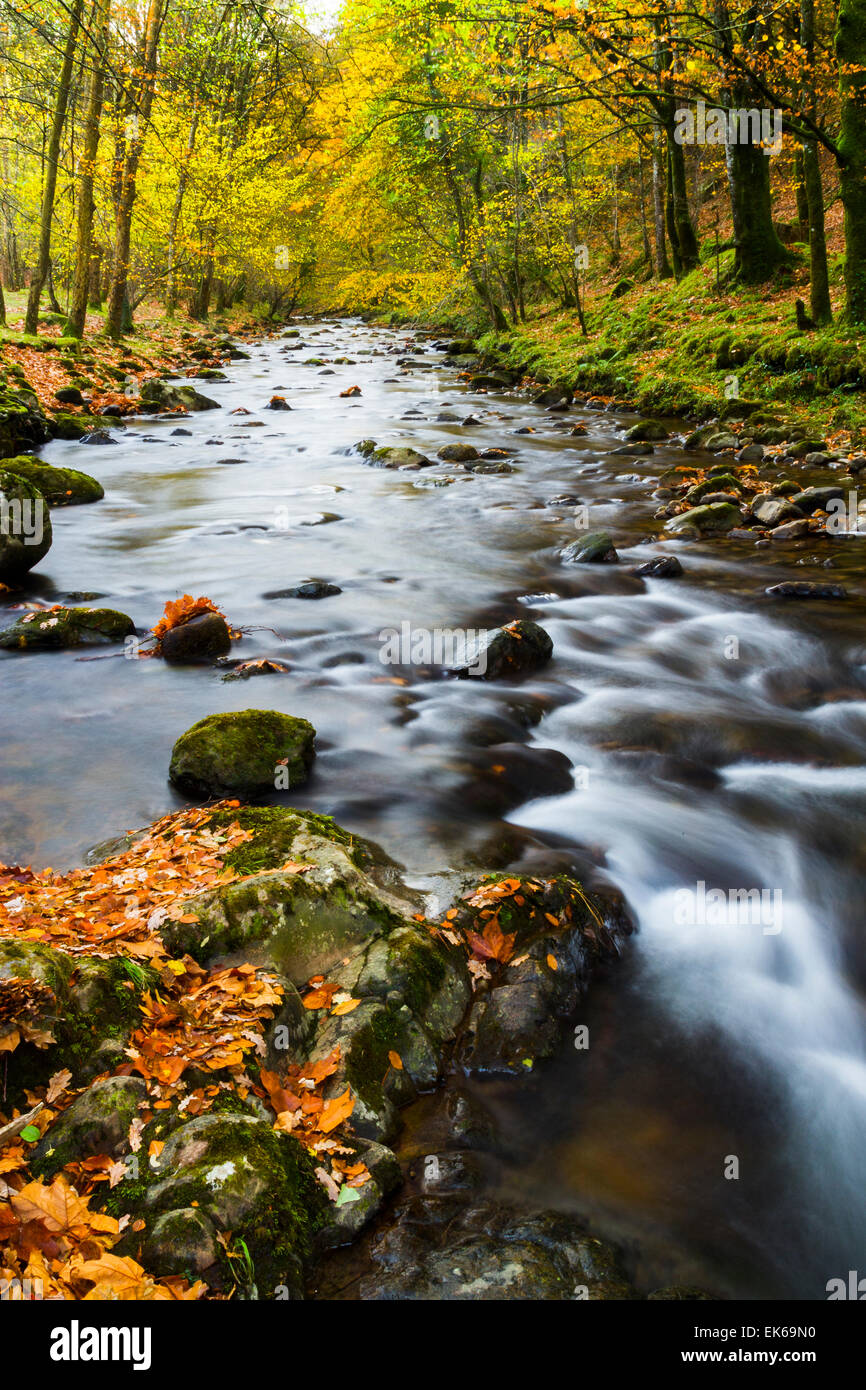 Wald und Fluss im Herbst. Ucieda. Ruente. Cabuerniga Tal. Kantabrien, Spanien, Europa. Stockfoto