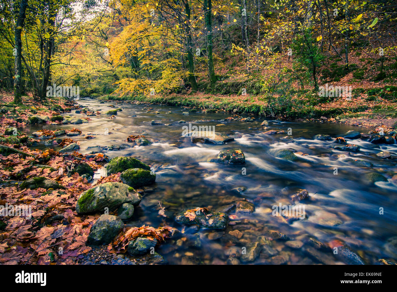 Wald und Fluss im Herbst. Ucieda. Ruente. Cabuerniga Tal. Kantabrien, Spanien, Europa. Stockfoto