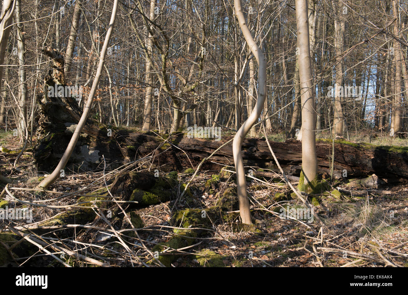 Faulenden Baum unter neuen Wachstum Setzlinge Stockfoto