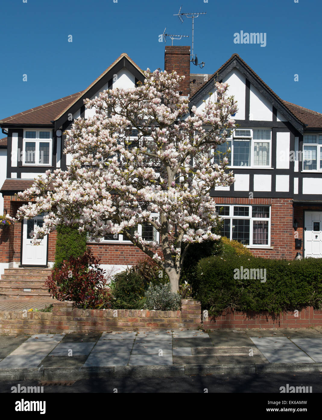 Magnolienbaum außerhalb s Halb freistehendes Haus Stockfoto