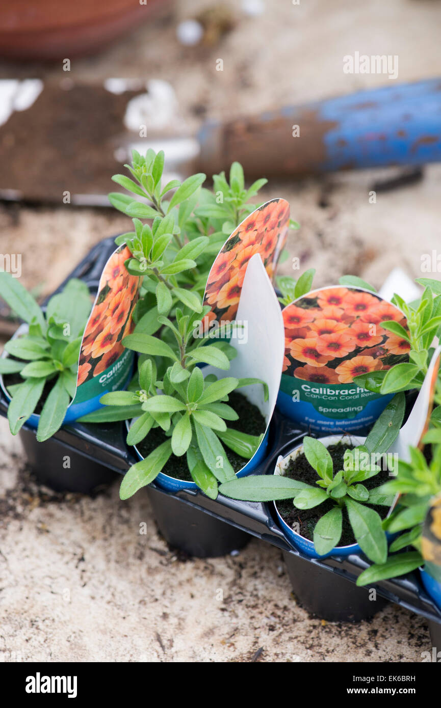 Calibrachoa "Kann Korallenriff" Blume Sämlinge in einem Gewächshaus. Mini-Petunien Starter Pflanzen Stockfoto