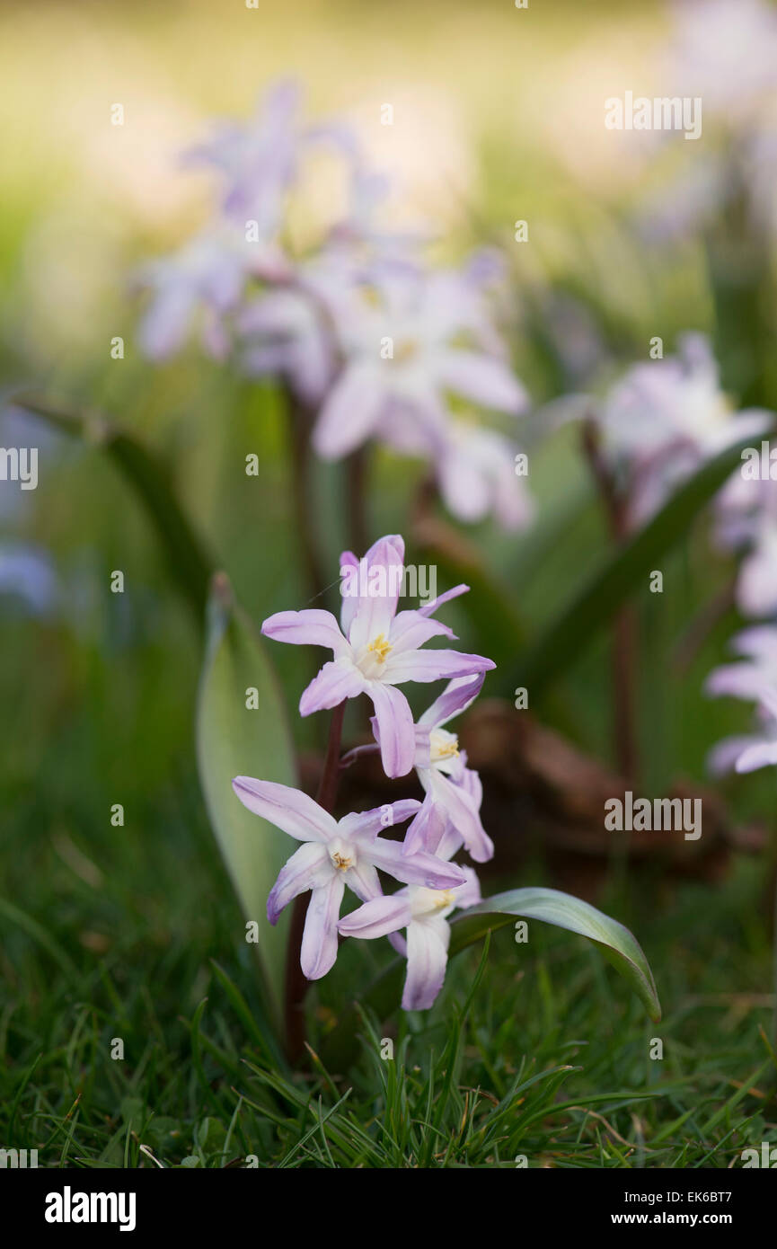 Chionodoxa Luciliae. Die Schnee-Blumenpracht Stockfoto