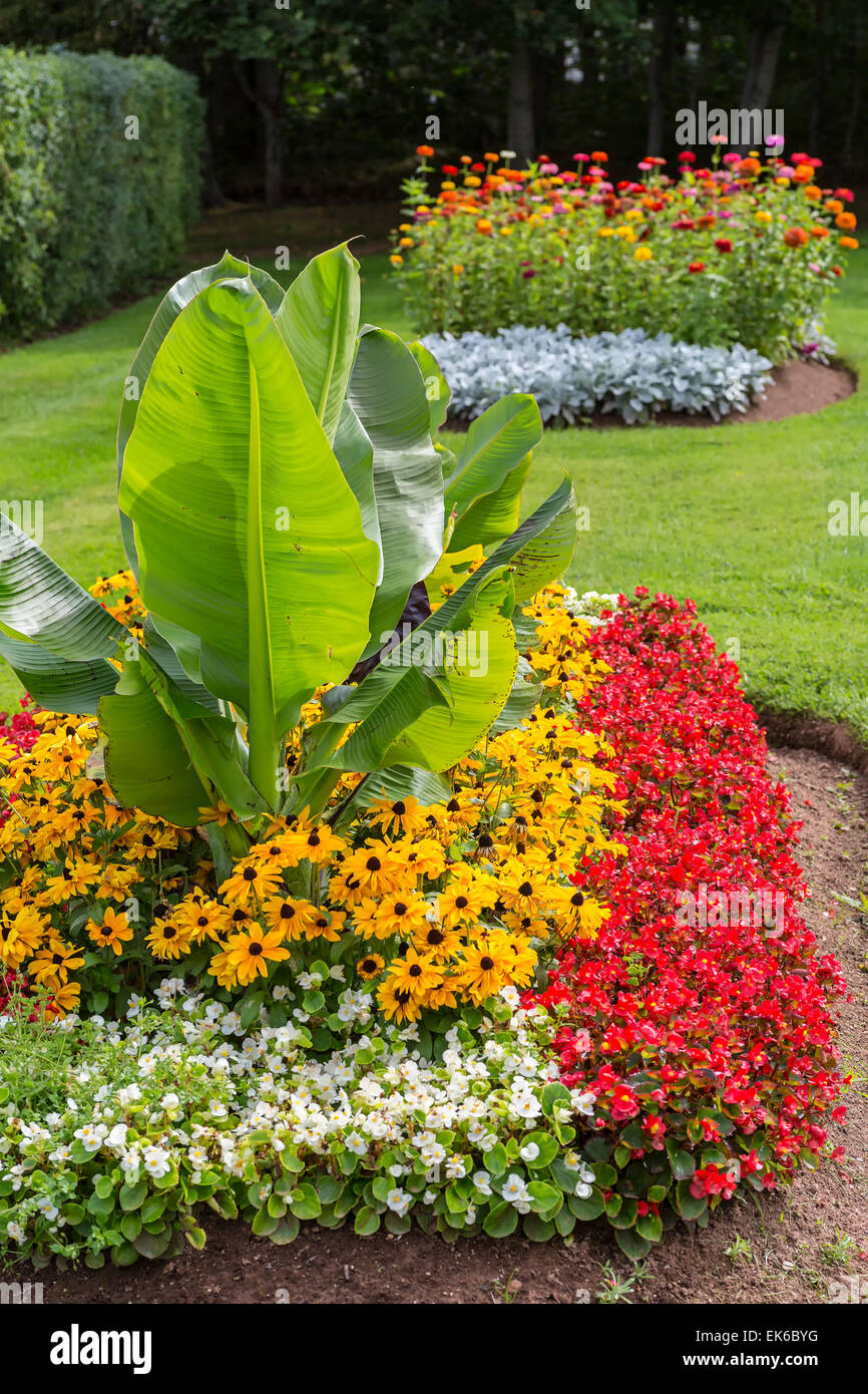 Beete mit Begonien, Zinnien, black eyed Susans und eine Bananenpflanze als Akzent. Stockfoto