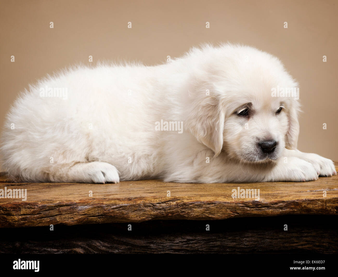 Platin farbige Golden Retriever Welpen (6 Wochen). Stockfoto