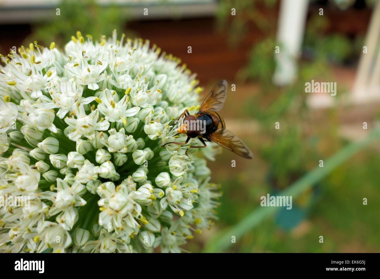 Fliegen Sie mit einer Zwiebel-Blume Stockfoto