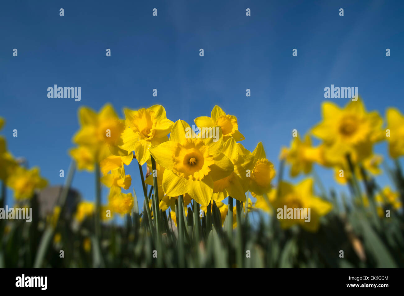 Frühling-Narzissen in voller Blüte Stockfoto