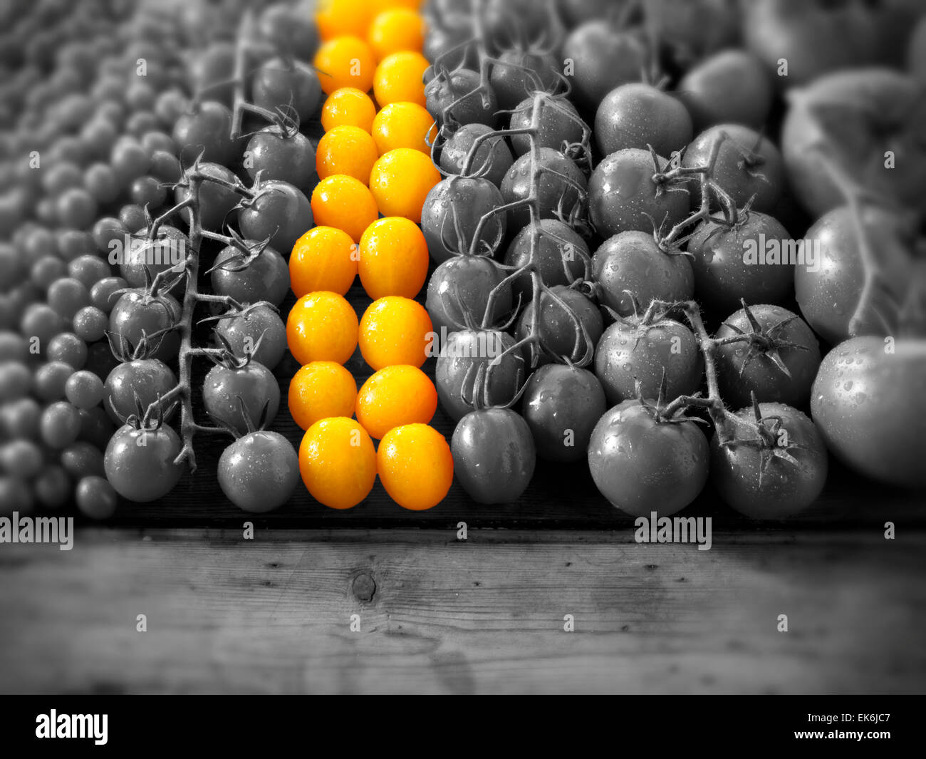 Eine Reihe von gelben Tomaten unter anderen gemischten Tomaten in schwarz und weiß (selektive Farbkorrektur) Stockfoto