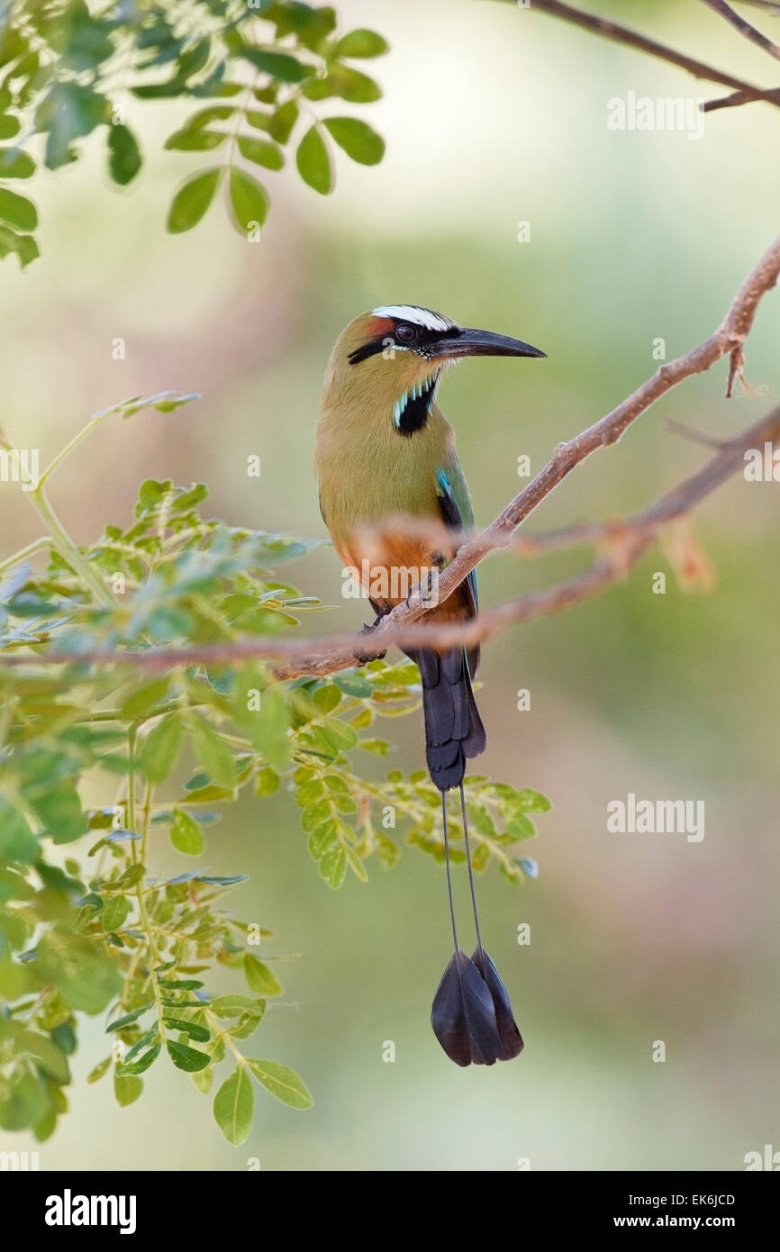 Türkis-browed Motmot (Eumomota Superciliosa) Erwachsenen thront im Baum im Regenwald, Costa Rica, Mittelamerika Stockfoto