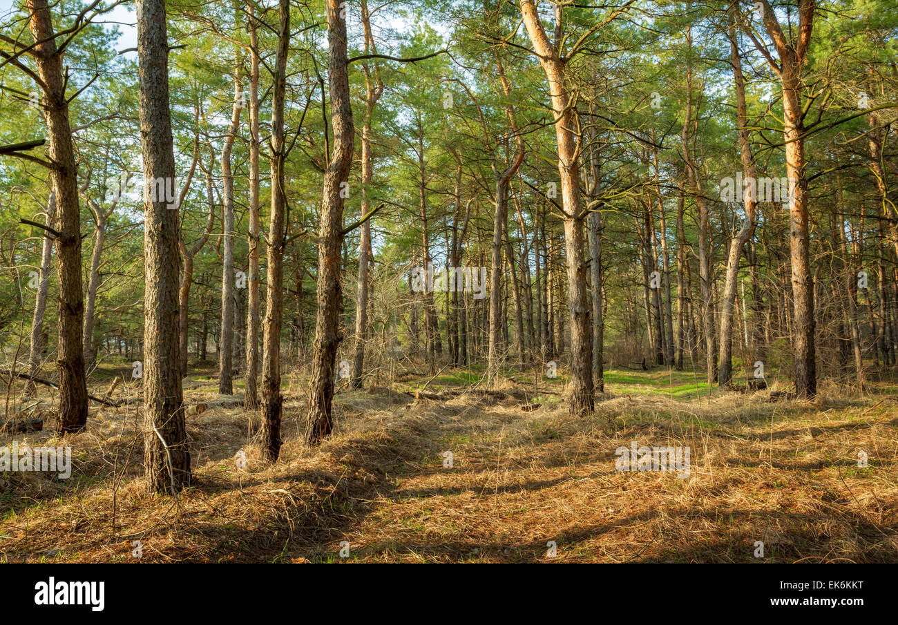 Schöne grüne Kiefern im Frühlingswald bei Sonnenuntergang. Fichte, Tanne. Ukraine Stockfoto