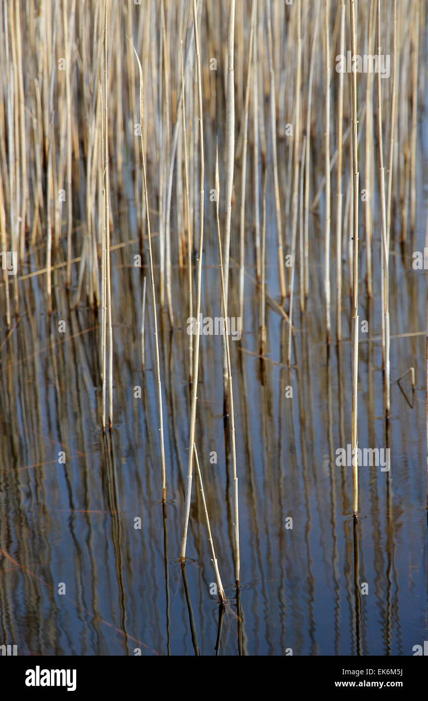 Reed stammt Frühling Teich Fenland Suffolk East Anglia Stockfoto