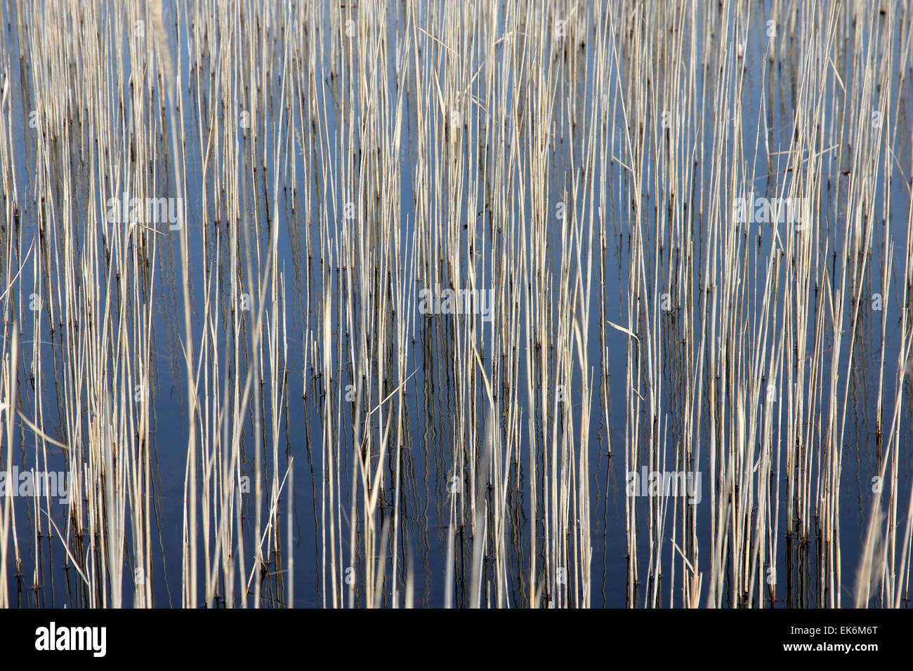 Reed stammt Frühling Teich Fenland Suffolk East Anglia Stockfoto