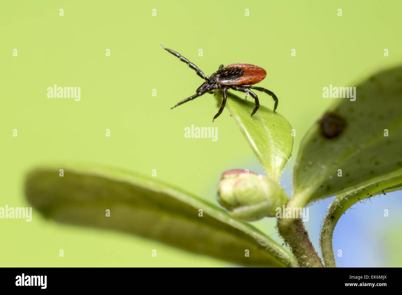 Die Rizinuspflanze Zecke (Ixodes Ricinus) Stockfoto