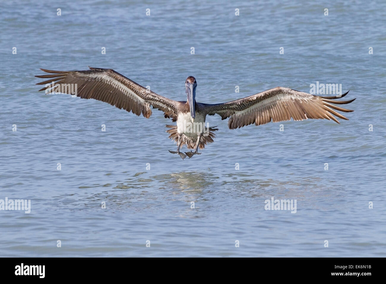 Brauner Pelikan (Pelecanus Occidentalis), juvenile Vögel landen auf Meer, Florida, USA Stockfoto