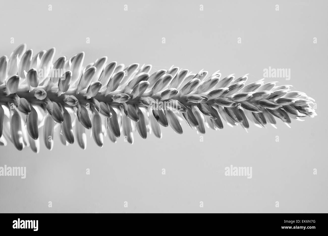 Zweigform der Pflanze gegen das Licht eingefangen. Blüte der eine Aloe Vera Pflanze closeup Stockfoto