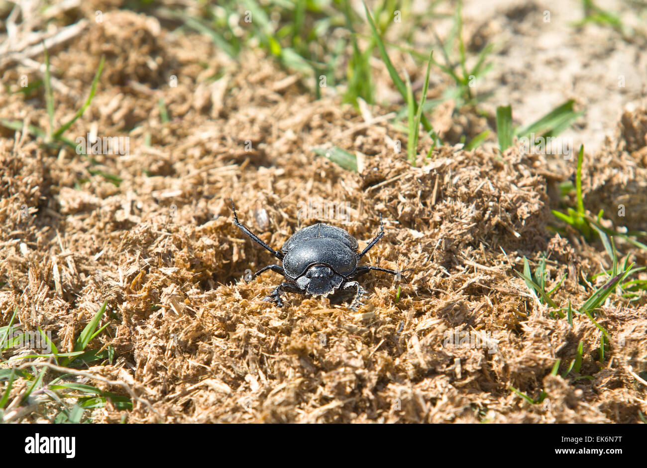 Mistkäfer sind Käfer, die teilweise füttern oder ausschließlich auf Kot. Alle diese Arten gehören zu der Überfamilie Scarabaeoidea Stockfoto