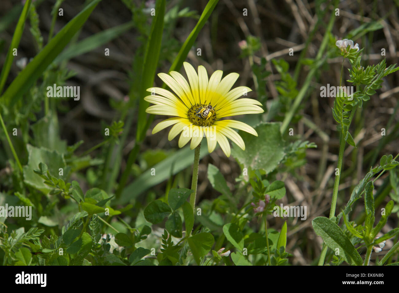 Doñana Nationalpark befindet sich in Andalusien umfasst 543 km ². Ist eine Fläche von Marsh, seichten Bächen und Sanddünen im Las Marismas, Stockfoto