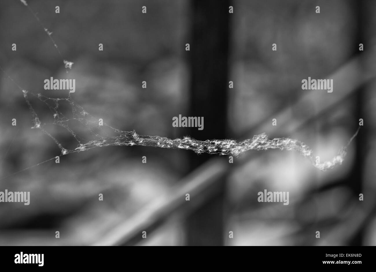 Doñana Nationalpark befindet sich in Andalusien umfasst 543 km ². Ist eine Fläche von Marsh, seichten Bächen und Sanddünen im Las Marismas, Stockfoto