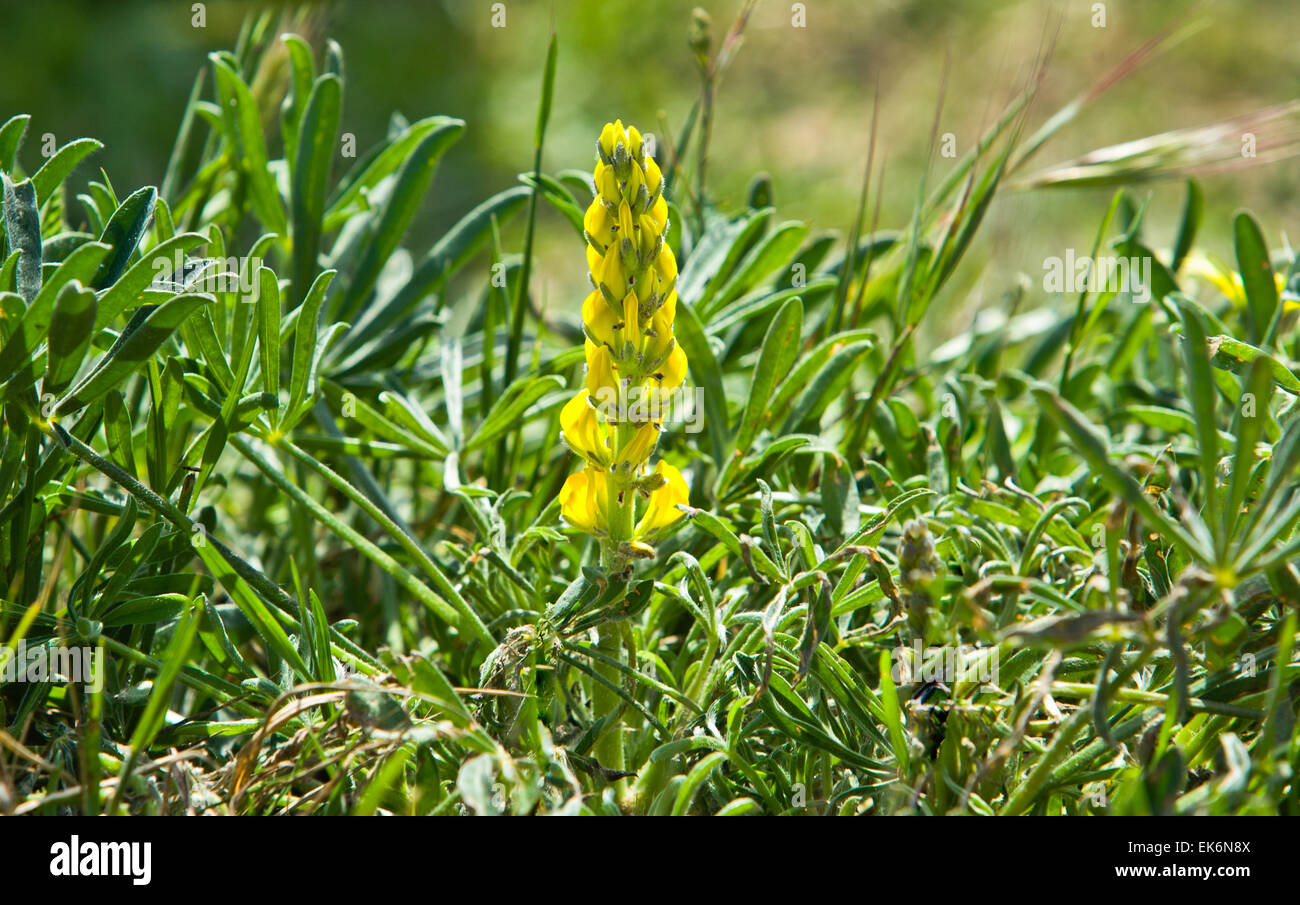 Doñana Nationalpark befindet sich in Andalusien umfasst 543 km ². Ist eine Fläche von Marsh, seichten Bächen und Sanddünen im Las Marismas, Stockfoto