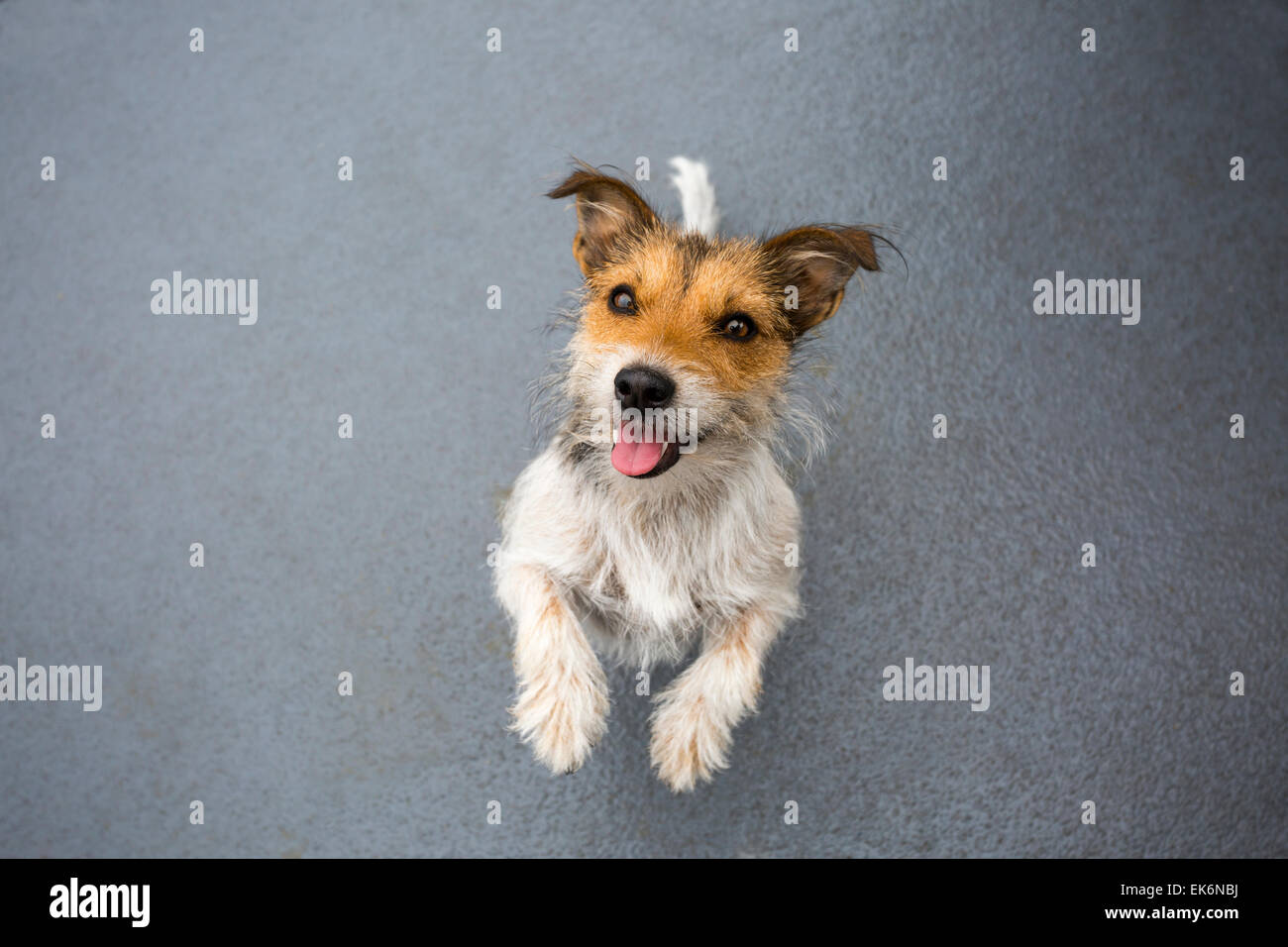 Jack Russell Terrier Antizipation ein Genuss Stockfoto