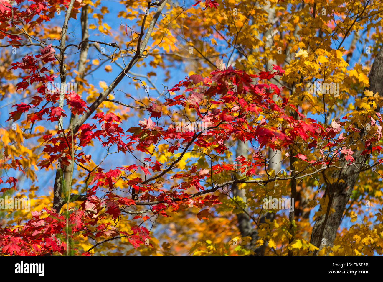 Herbstfarben, Mikisew Provincial Park, Eagle Lake, South River, Ontario, Kanada Stockfoto