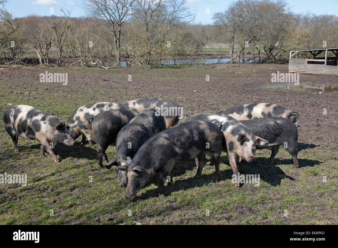 Freie Auswahl organischer und sehr seltener Alter dänischer Piebald Landrace Schweine in Knuthenlund Biobauernhof und Molkerei, Stokkemarke, Lolland, Dänemark. Dänische Schweine. Stockfoto