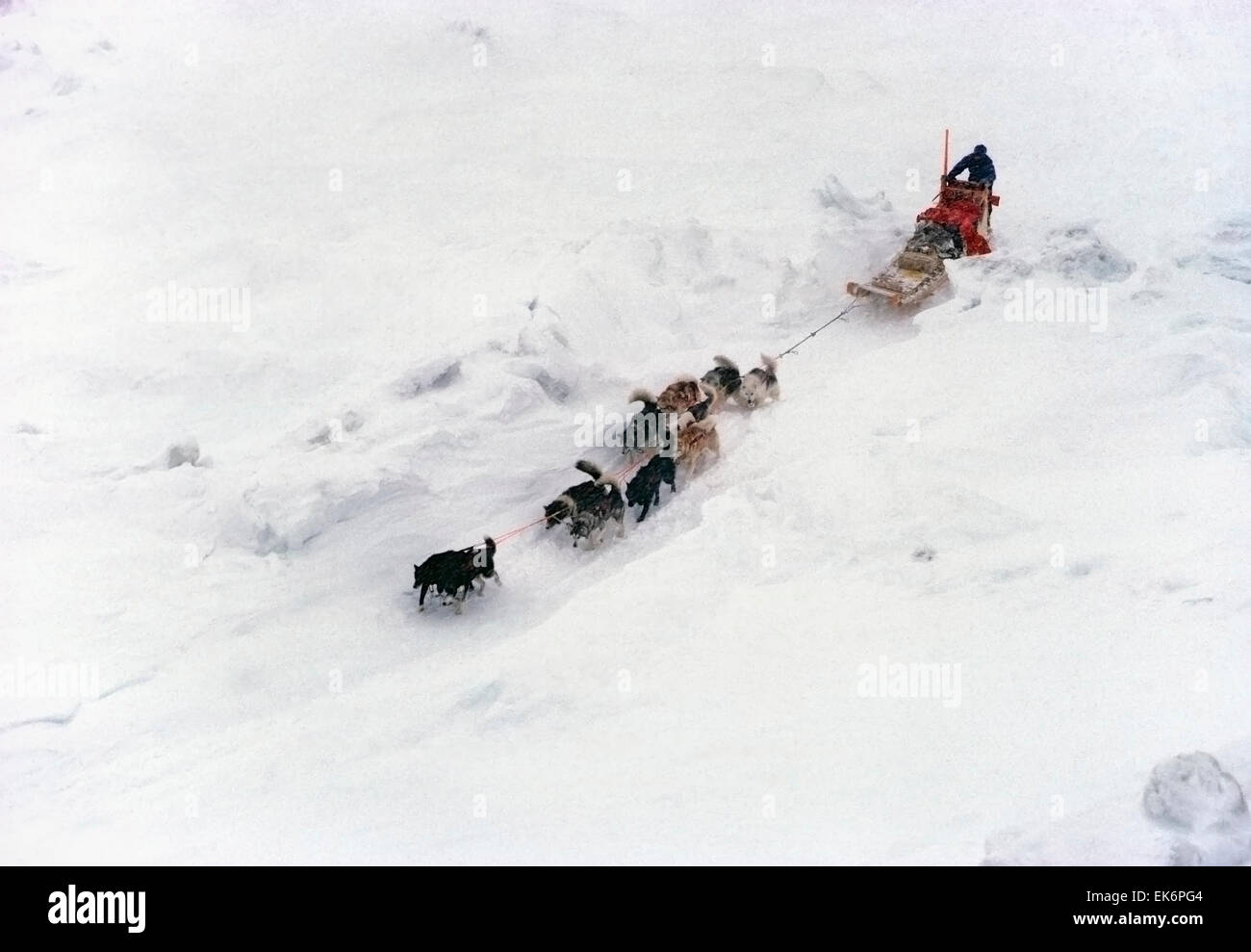 Hundeschlitten-Team und Musher unter arktischen Bedingungen harte Winter Reisen Stockfoto