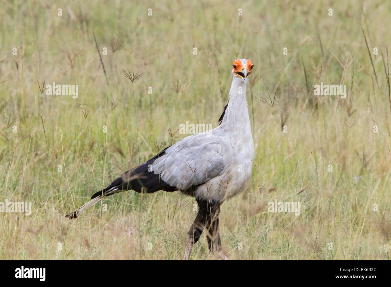 Vogel der Sekretär (Sagittarius Serpentarius) Erwachsenen durch Rasen zu Fuß auf Ebenen, Masai Mara, Kenia, Ostafrika Stockfoto