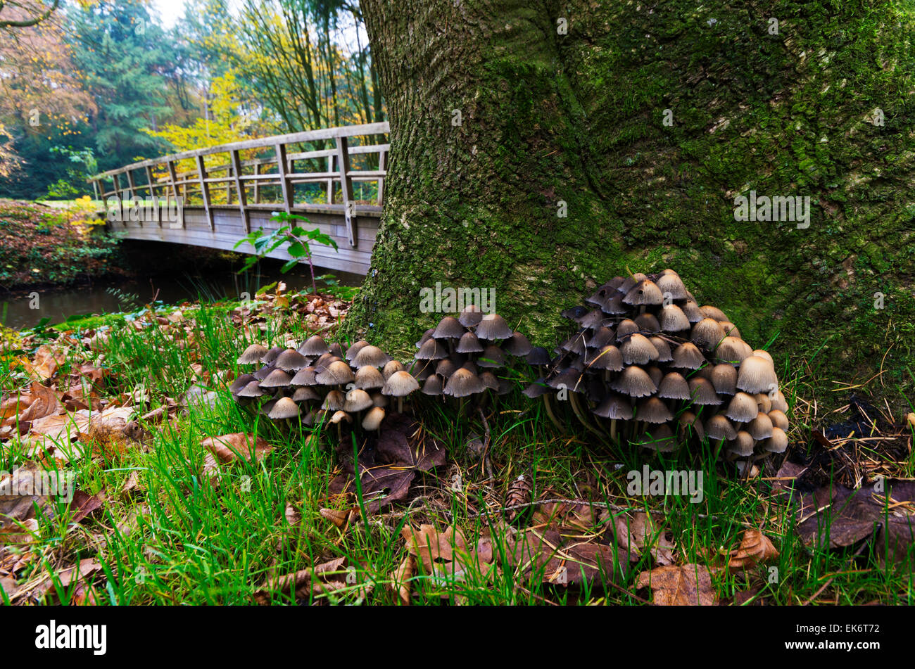 Reihe von Pilzen auf einem Baum mit einer Brücke im Hintergrund Stockfoto