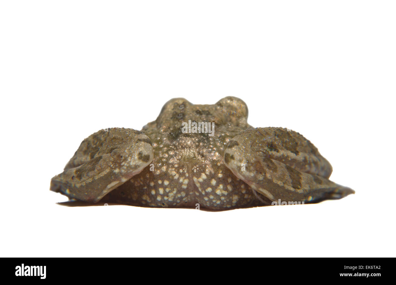 Perez Frosch oder außer Perezi findet sich in Süd-Frankreich-Portugal-Spanien und zwei Standorten in Großbritannien; in Spanien ist es Stockfoto