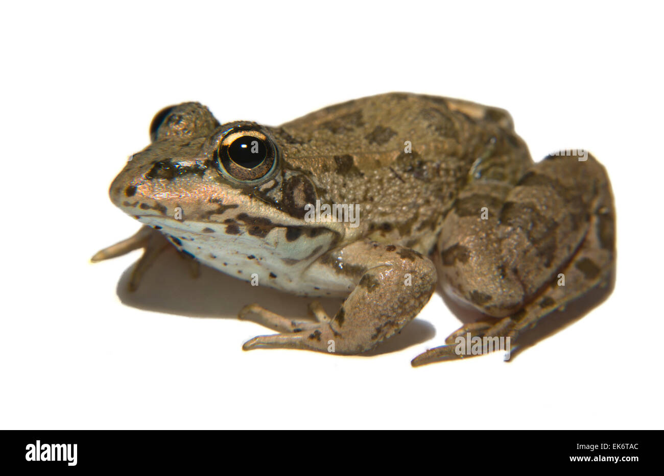 Perez Frosch oder außer Perezi findet sich in Süd-Frankreich-Portugal-Spanien und zwei Standorten in Großbritannien; in Spanien ist es Stockfoto