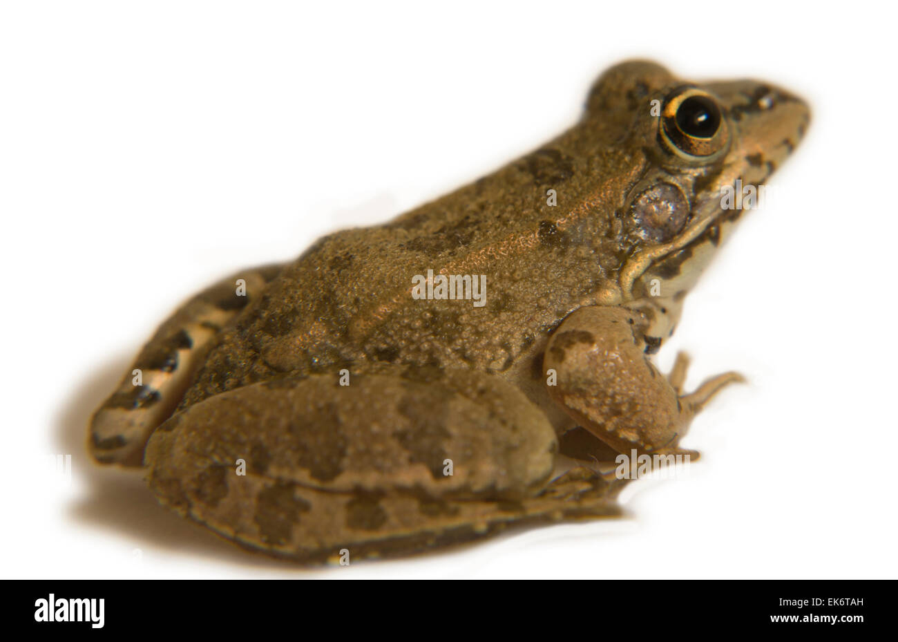 Perez Frosch oder außer Perezi findet sich in Süd-Frankreich-Portugal-Spanien und zwei Standorten in Großbritannien; in Spanien ist es Stockfoto