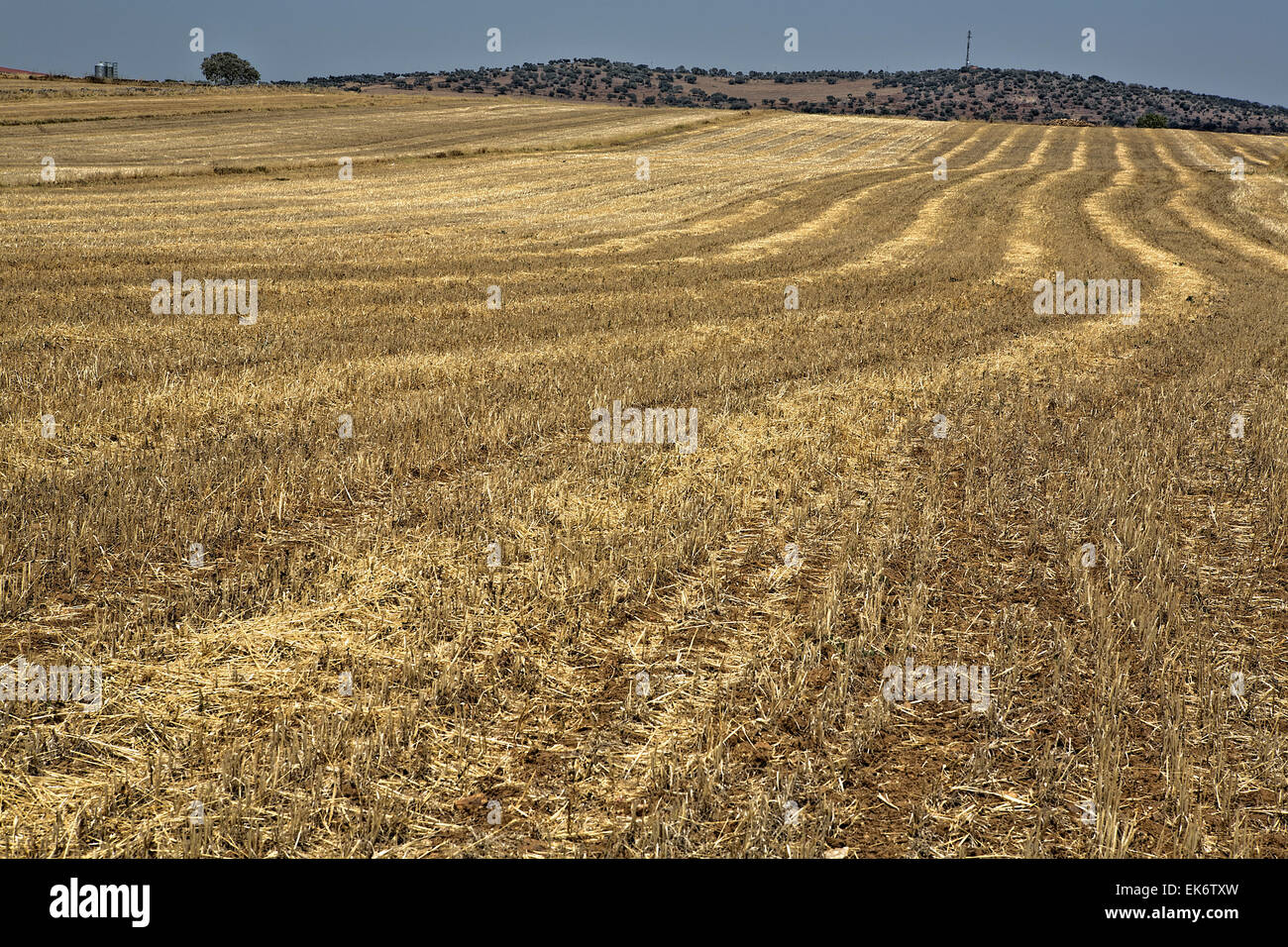 Blick auf abgeernteten Weizenfelder und grünen Hügeln, Badajoz, Spanien Stockfoto