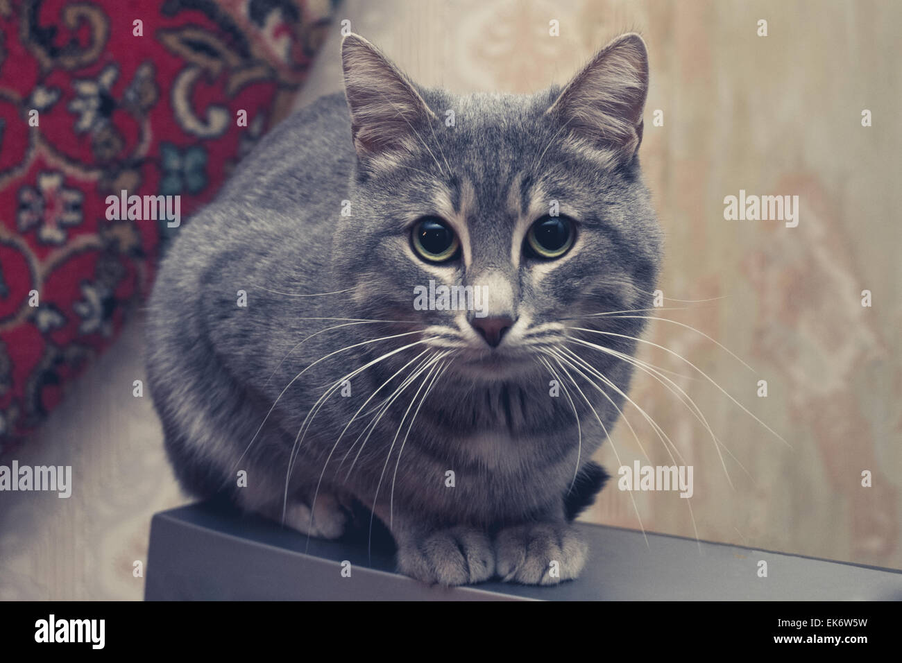 Katze im Haus im Fernsehen Stockfoto