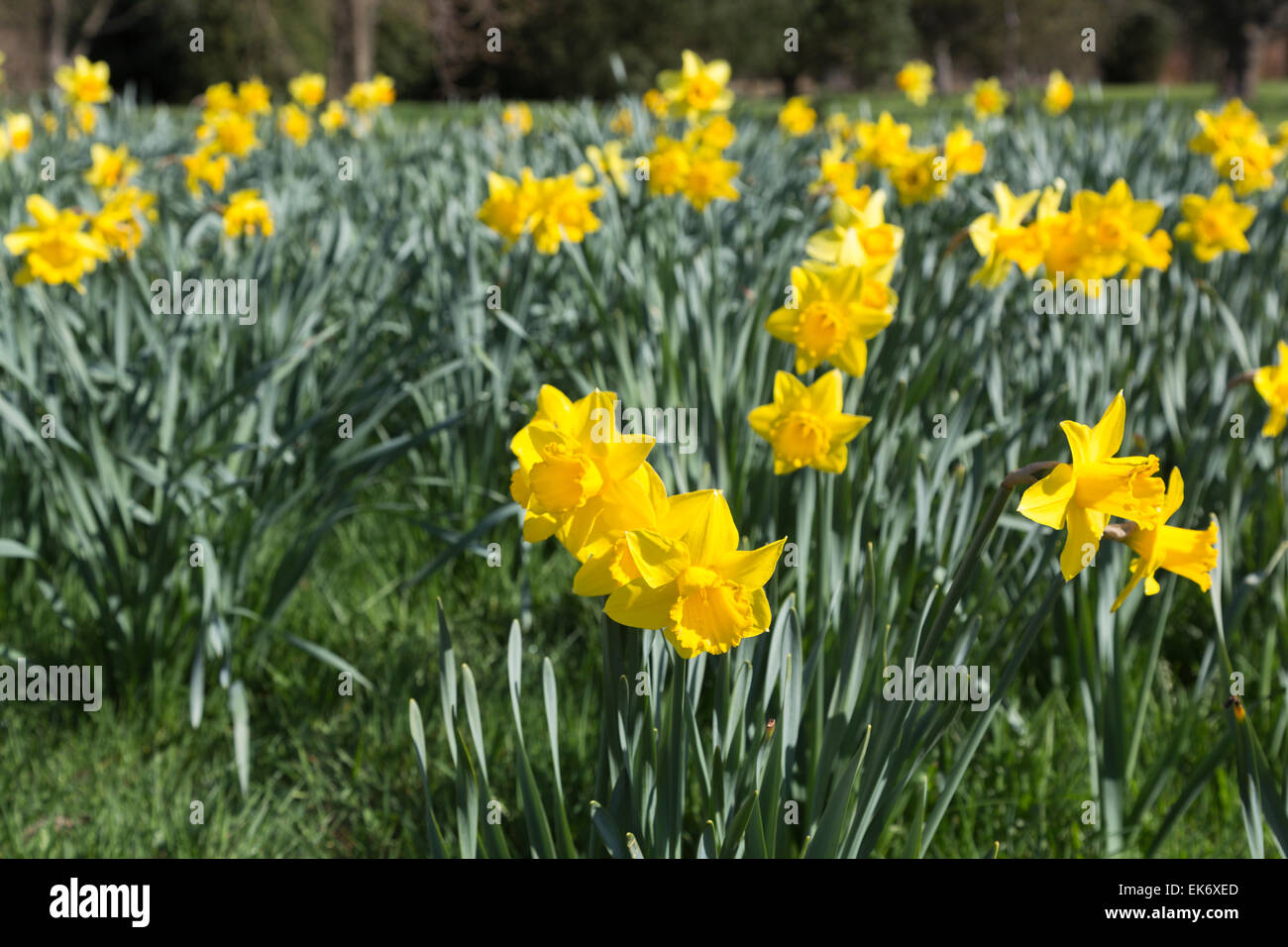 Gelbe Narzisse 'Golden Harvest' an der RHS Gärten, Wisley, Surrey, UK im Frühling Stockfoto