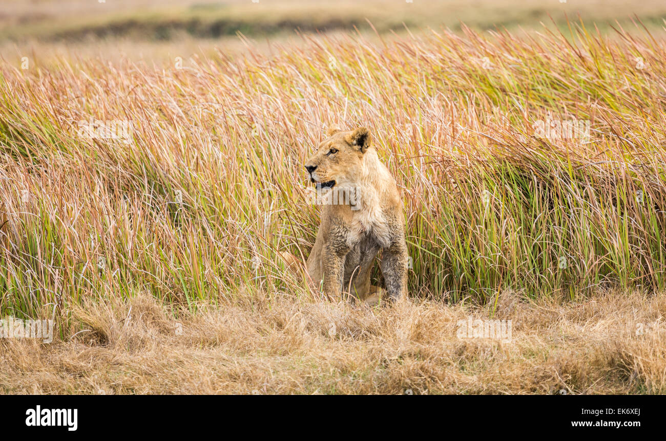 Alert Löwin bereitet für Jagd, Duba Plains, Kwedi Reserve, Okavango Delta, Botswana, Südafrika Stockfoto