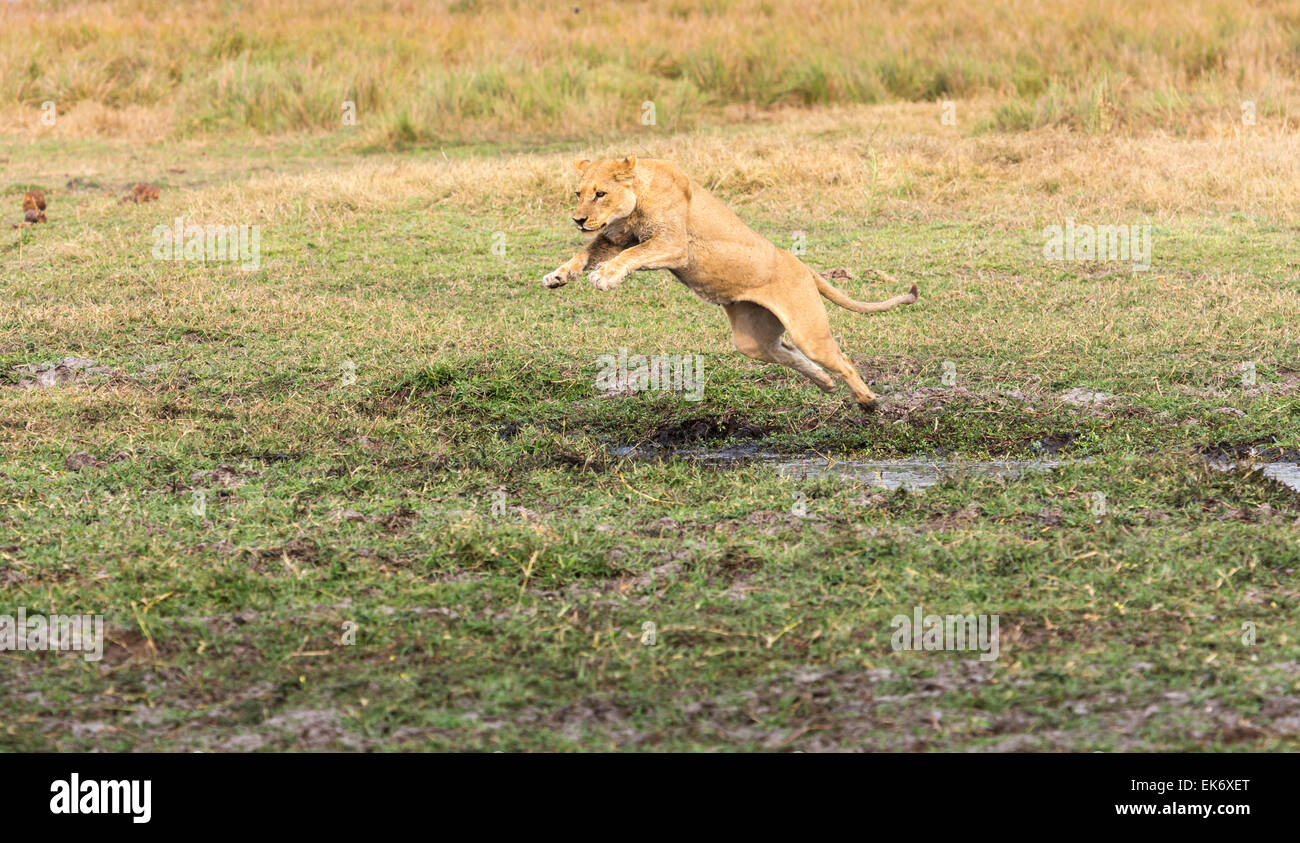 Löwin springt über einen Stream, Duba Plains Kwedi Reserve, Okavango Delta, Botswana, Südafrika Stockfoto