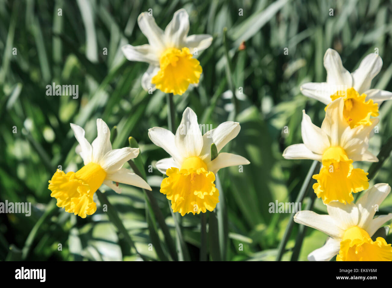 Narzisse 'Wisley', eine zweifarbige Narzisse mit weißen Blütenblättern und helle gelbe frilly Trompete, für die RHS Garden, Wisley Blüte im Frühling genannt Stockfoto