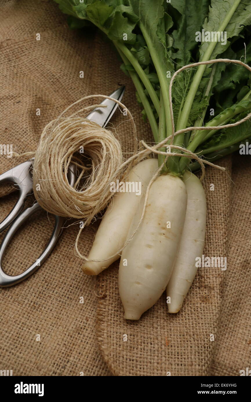 Drei Baby weiße Radieschen auf einem Sackleinen gelegt Stockfoto