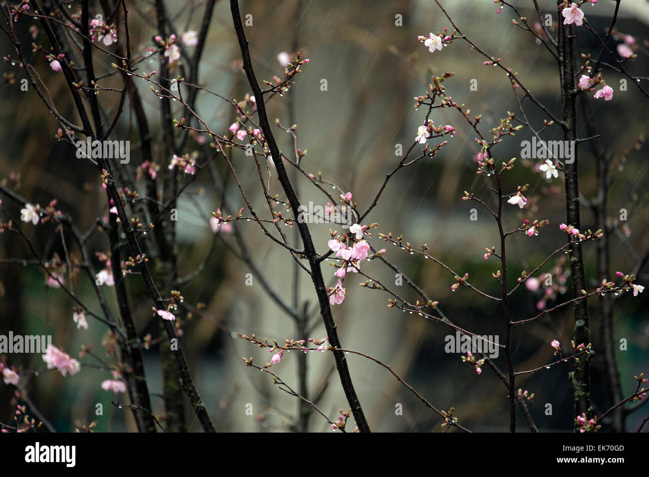 Tokio, Japan. 8. April 2015. Kirschblüten Blumen unter unerwarteten Schnee am 8. April 2015 in Hachioji, Tokio, Japan. Heute Morgen berichteten die Wettervorhersage Schnee in verschiedenen Bereichen im ganzen Land. Dies ist ein wirklich ungewöhnliches Phänomen im Frühjahr, besonders während der Kirschblüte Jahreszeit, im großen und ganzen für das schöne und warme Wetter bekannt. Bildnachweis: Rodrigo Reyes Marin/AFLO/Alamy Live-Nachrichten Stockfoto