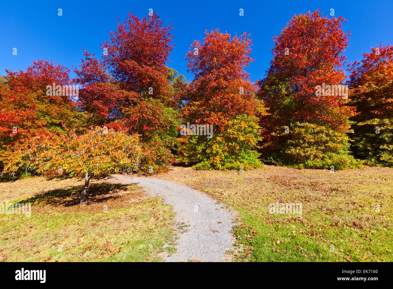 Mt hohen botanischen Garten Adelaide Hills South Australia australischen Landschaft Landschaften Herbst Stockfoto