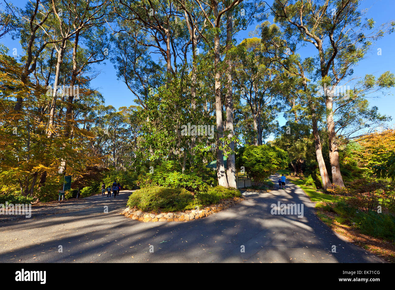 Mt hohen botanischen Garten Adelaide Hills South Australia australischen Landschaft Landschaften Herbst Stockfoto